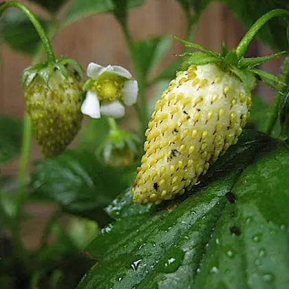 Jahodník měsíční Tubby White - Fragaria vesca - prodej semen jahodníku - 15 ks