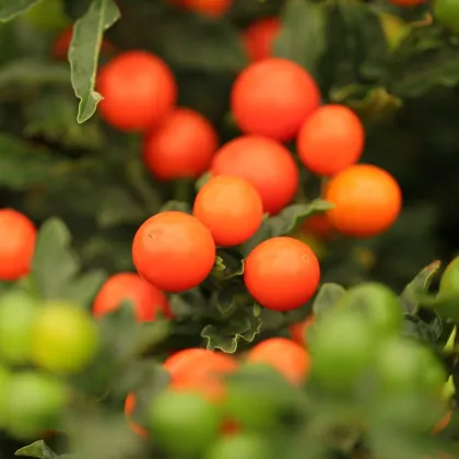 Lilek okrasný Jupiter - Solanum pseudocapsicum - prodej semen - 10 ks