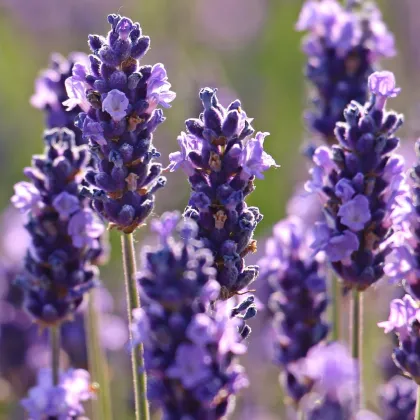 Levandule francouzská Bandera Purple - Lavandula stoechas - prodej semen - 20 ks