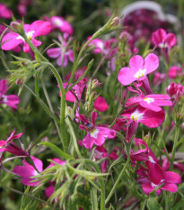 Lobelka drobná Riviera Rose - Lobelia erinus - prodej semen - 0,1 g