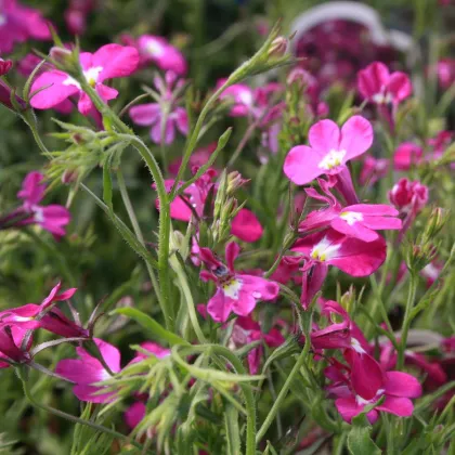 Lobelka drobná Riviera Rose - Lobelia erinus - prodej semen - 0,1 g