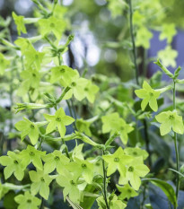 Tabák okrasný Perfume Lime F1 - Nicotiana sanderae - prodej semen - 50 ks