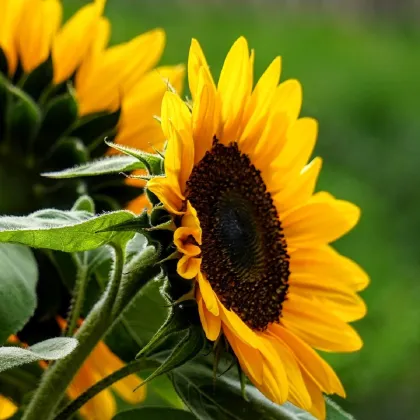 Slunečnice Mezzulah - Helianthus annuus - prodej semen - 8 ks