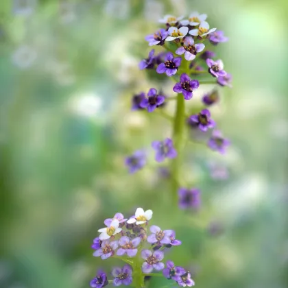 Tařicovka přímořská Könnigsteppich - Lobularia maritima - prodej semen - 50 ks