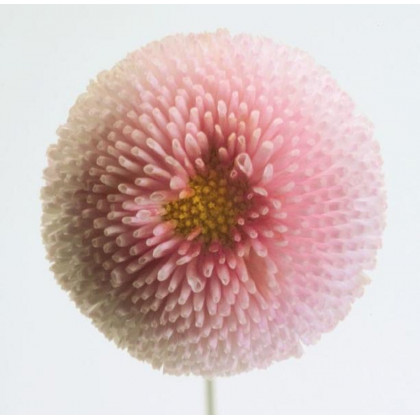 Sedmikráska chudobka Tasso růžová - Bellis perennis - prodej semen - 50 ks