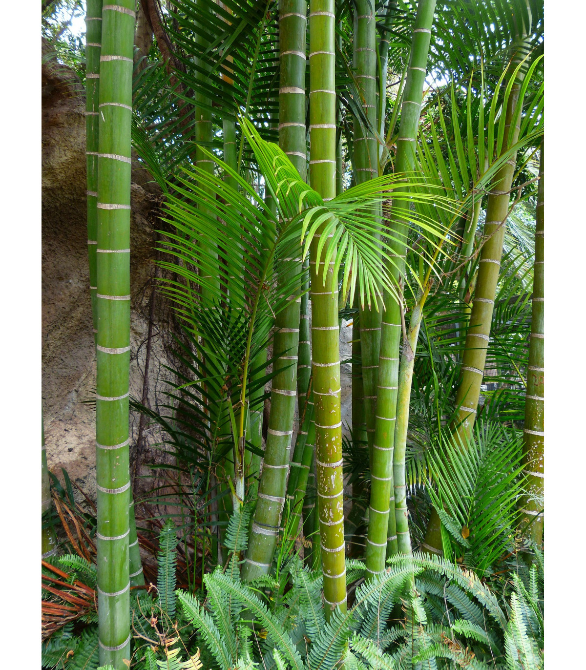 Král bambusů - Phyllostachys pubescens - prodej semen - 3 ks