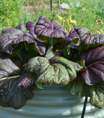 Mizuna Red Knight F1 - Brassica campestris Japonica - prodej semen - 400 ks