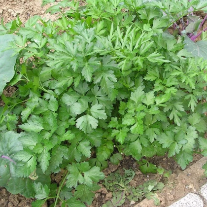 Petržel naťová kadeřavá - Petroselinum crispum - prodej semen - 500 ks