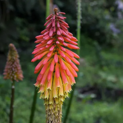 Kniphofia - Kleopatřina jehla - Kniphofia reflexa - prodej semen - 4 ks