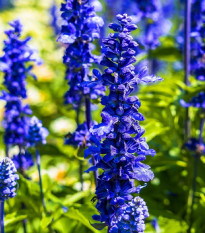 Šalvěj pomoučněná Strata - Salvia farinacea - prodej semen - 20 ks