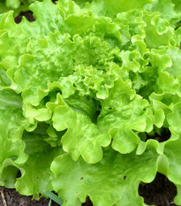 Salát Batavia - Lactuca sativa - prodej semen - 800 ks