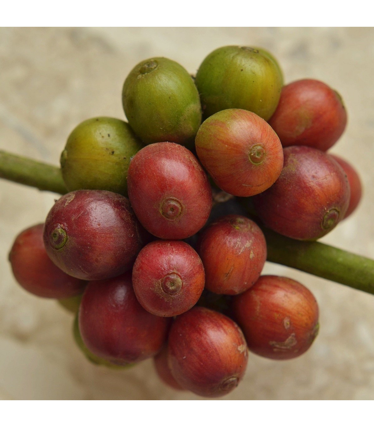 Kávovník Konna hawajský - Coffea konna - prodej semen - 5 ks