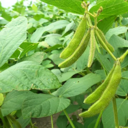 Semínka sóji - Glycina max - Sója - prodej semen sóji - 25 ks