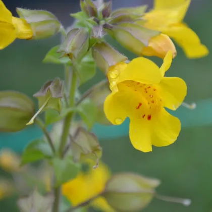 Kejklířka žlutá - Mimulus luteus - prodej semen - 200 ks