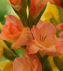 Gladiol Peter Pears - Gladiolus - prodej cibulovin - 3 ks