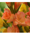 Gladiol Peter Pears - Gladiolus - prodej cibulovin - 3 ks