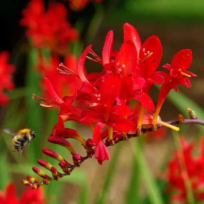 Montbrécie Červený král - Crocosmia - prodej cibulovin - 4 ks