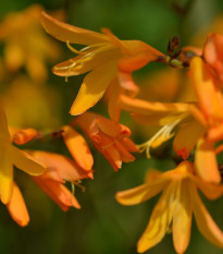 Montbrécie George Davidson - Crocosmia - prodej cibulovin - 4 ks