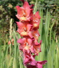 Gladiol Indian Summer - Gladiolus - prodej cibulovin - 3 ks