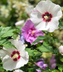 Ibišek syrský Rose of Sharon - Hibiscus syriacus - prodej semen - 12 ks