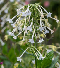 Tabák planý - Nicotiana sylvestris - prodej semen - 200 ks