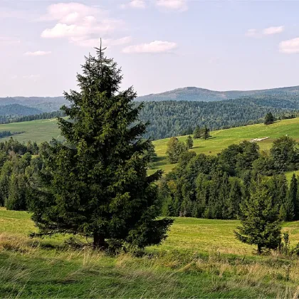 Smrk ztepilý - Picea abies - prodej semen - 8 ks