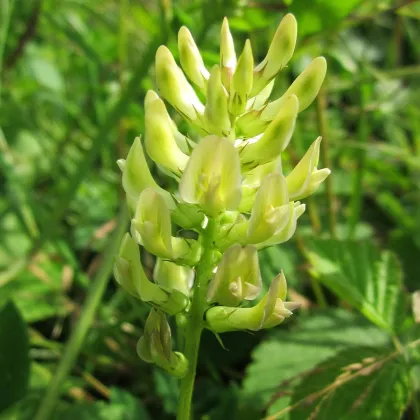 Kozinec sladkolistý - Astragalus glycyphyllos - prodej semen - 20 ks