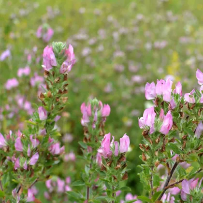 Jehlice rolní - Ononis Arvensis - prodej semen - 20 ks