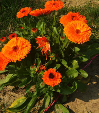 Měsíček lékařský Neon - Calendula officinalis - prodej semen - 40 ks