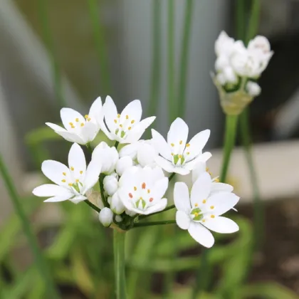 Česnek okrasný - Allium neapolitanum - prodej cibulovin - 3 ks