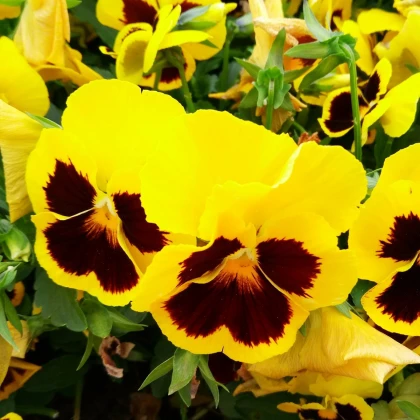 Maceška Zlatožlutá Firnengold - Viola wittrockiana - prodej semen - 200 ks