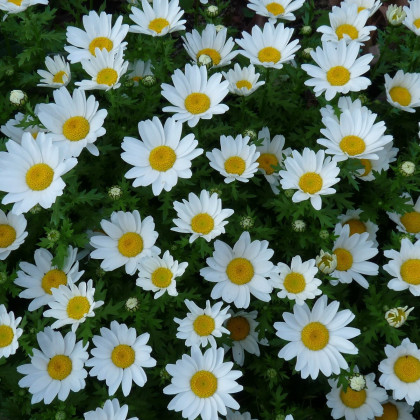 Kopretina balkonová Snowland - Chrysanthemum paludosum - prodej semen - 50 ks