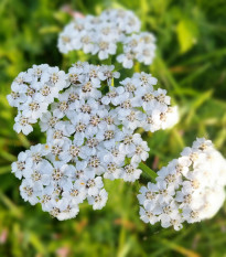 Řebříček obecný bílý - Achillea millefolium - prodej semen - 500 ks