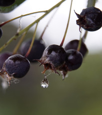 Muchovník kanadský - Amelanchier canadensis - prodej semen - 10 ks