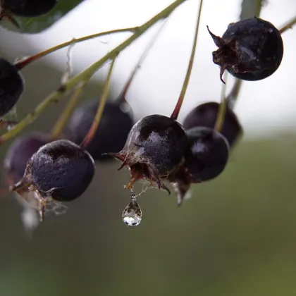 Muchovník kanadský - Amelanchier canadensis - prodej semen - 10 ks