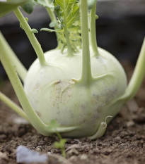 Kedluben obří Superschmelz - Brassica oleracea - prodej semen - 150 ks