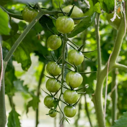 Rajče Limetto F1 - Solanum lycopersicum - prodej semen - 5 ks