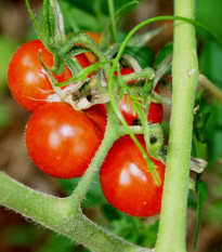 Rajče Matina - Solanum lycopersicum - prodej semen - 20 ks