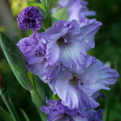 Gladiol modrý Tropic - Gladiolus communis - prodej cibulovin - 3 ks
