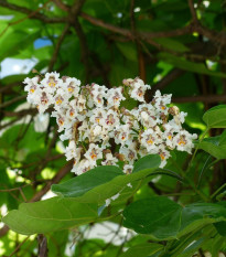 Katalpa Fargesova - Catalpa fargesii - prodej semen - 8 ks