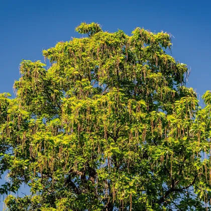 Katalpa severní - Catalpa speciosa - prodej semen - 8 ks