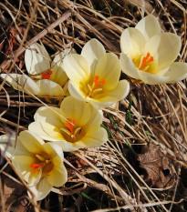 Krokus Ochroleucus - Crocus - prodej cibulovin - 3 ks