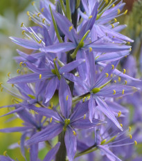 Ladoník modrý - Camassia - prodej cibulovin - 2 ks