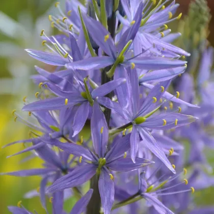 Ladoník modrý - Camassia - prodej cibulovin - 2 ks