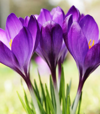 Krokus Tomasiniho Whitewell Purple - Crocus tommasinianus - prodej cibulovin - 3 ks