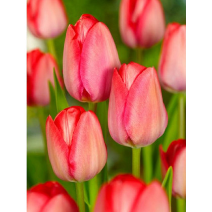 Tulipán Van Eijk - Tulipa - prodej cibulovin - 3 ks