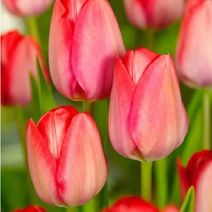 Tulipán Van Eijk - Tulipa - prodej cibulovin - 3 ks