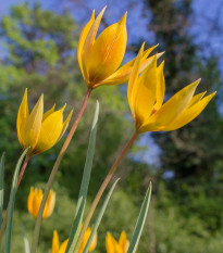 Tulipán lesní - Tulipa sylvestris - prodej cibulovin - 3 ks