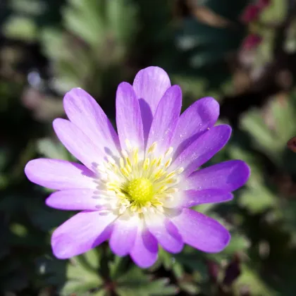 Sasanka vábná Pink Star - Anemone blanda - prodej cibulovin - 3 ks