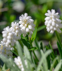 Modřenec bílý - Muscari aucheri - prodej cibulovin - 5 ks